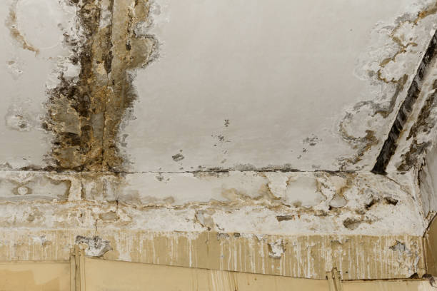 Asbestos and Lead Testing During Mold Inspection in Tuckerton, NJ