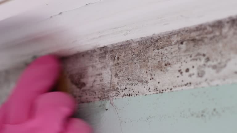 Professional Mold Inspection, Removal & Remediation in Tuckerton, NJ